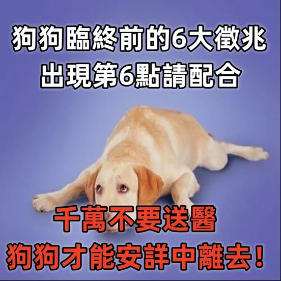 狗狗臨終前的6大徵兆,出現第6點請配合,千萬不要送醫,狗狗才能在幸福安詳中離去!