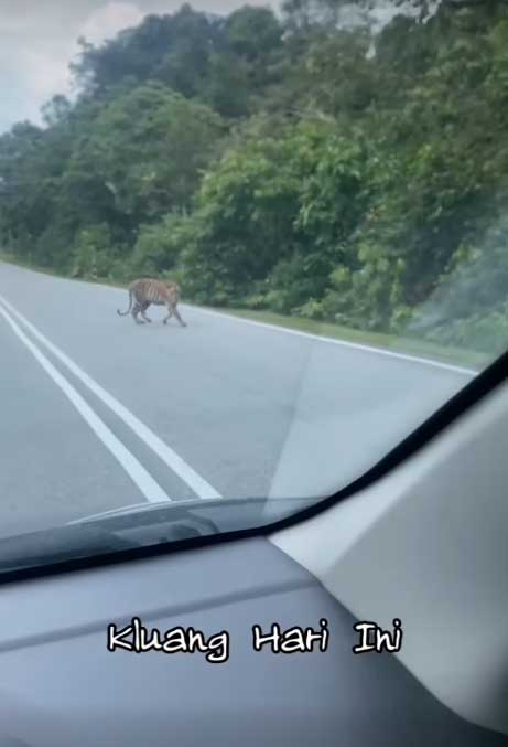 居鑾再現虎跡！ 它悠閑過馬路 網友嚇到臉青