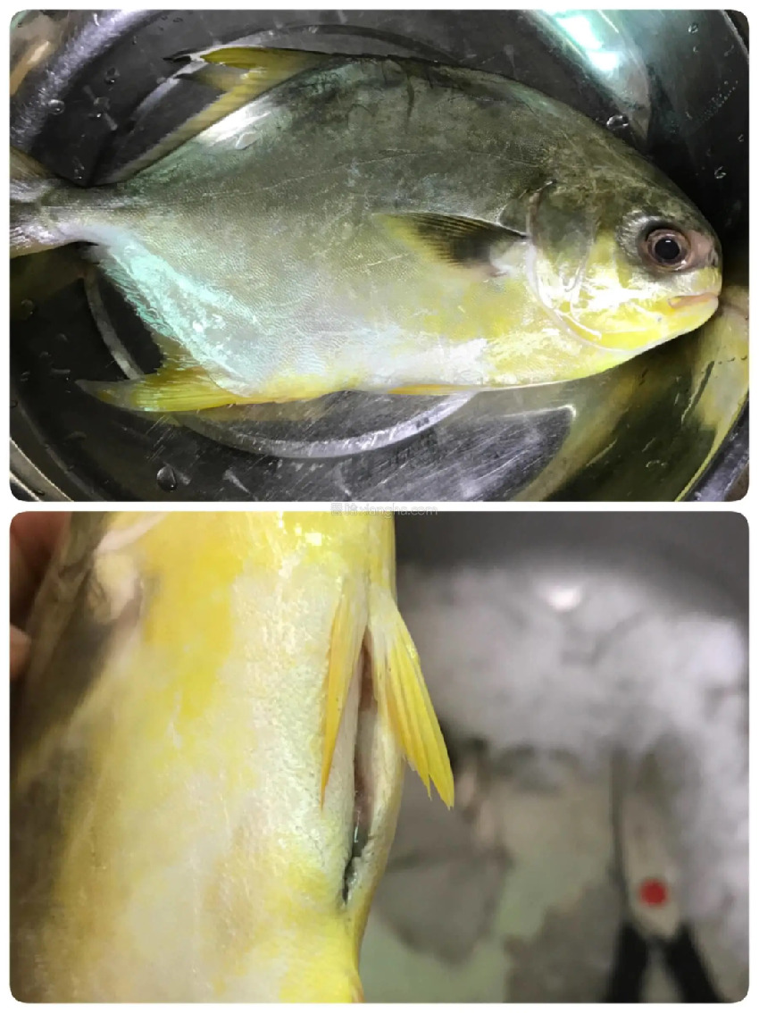 這種魚竟是天然「心腦血管保護劑」！補腦、降膽固醇，刺少肉多，一煎就香翻天