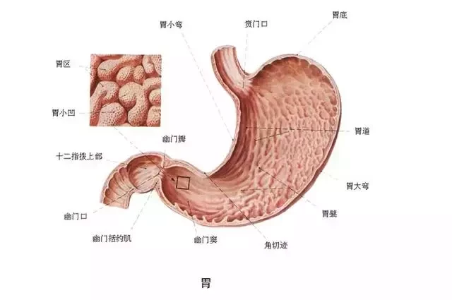 空腹不能喝牛奶、吃香蕉？錯了！空腹真正不能吃的是這3類食物