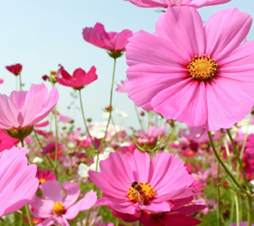 算命師說：家有「4個生肖」的孩子，是家裡的「 財神爺 」，旺家旺父母，天生的「小福星」