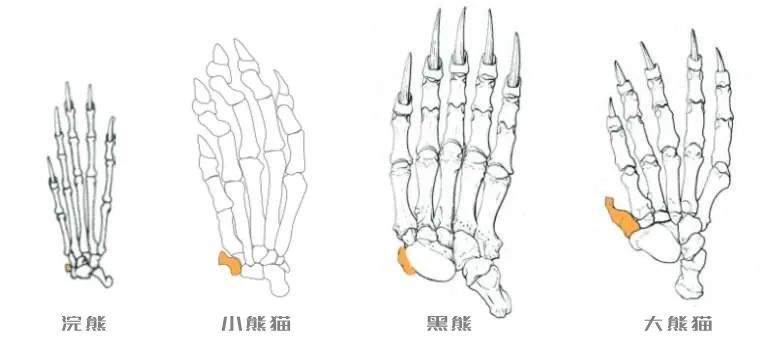 你可能不知道的23個大熊貓知識