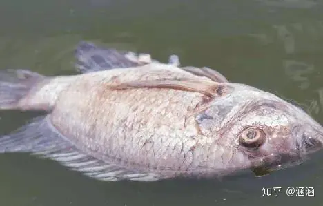 這3種魚，寄生蟲太多，水產商自己都不吃，很多人並不知道，還經常買來吃