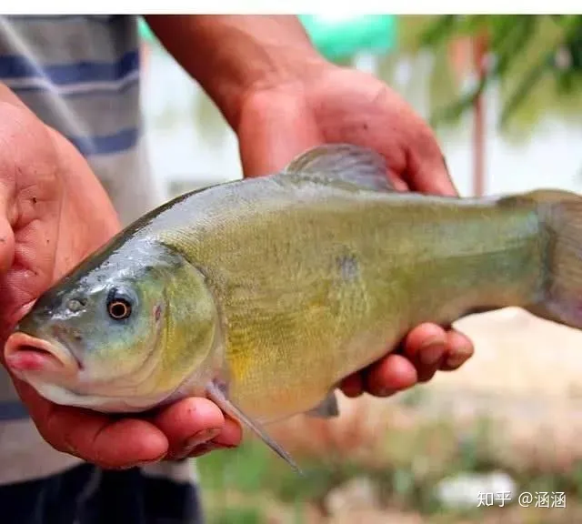 這3種魚，寄生蟲太多，水產商自己都不吃，很多人並不知道，還經常買來吃