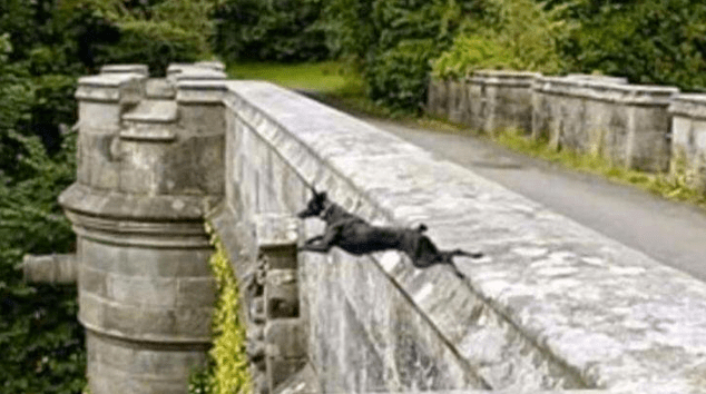 英國「鬼橋」，致600多隻狗狗跳橋而亡，科學家最終找出「兇手」