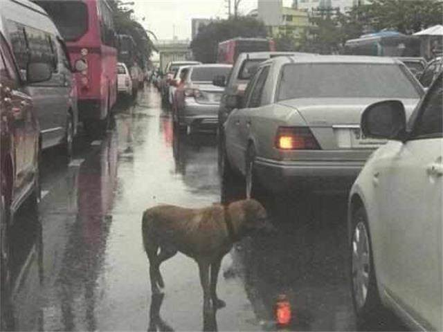 淚崩！雨中堵車偶遇一隻流浪狗，狗狗「挨個車子趴窗戶」，卻不是在討食...