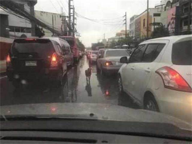 淚崩！雨中堵車偶遇一隻流浪狗，狗狗「挨個車子趴窗戶」，卻不是在討食...