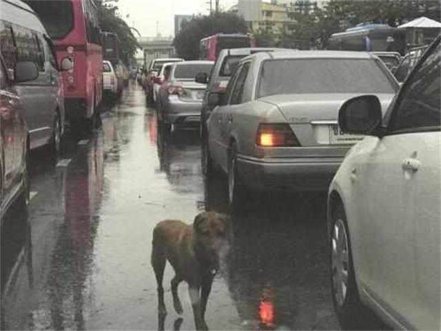 淚崩！雨中堵車偶遇一隻流浪狗，狗狗「挨個車子趴窗戶」，卻不是在討食...