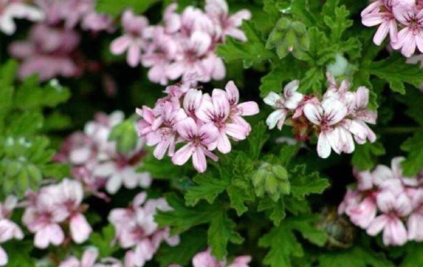 蚊子最怕這「4種花」，多養1盆在陽台，香味比「香水」還好聞！