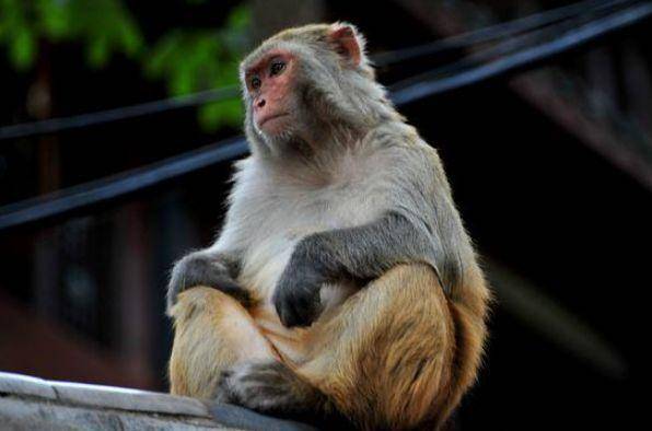 生肖猴： 一定要珍惜「這個人」　 他將是你這一生的「活財神」