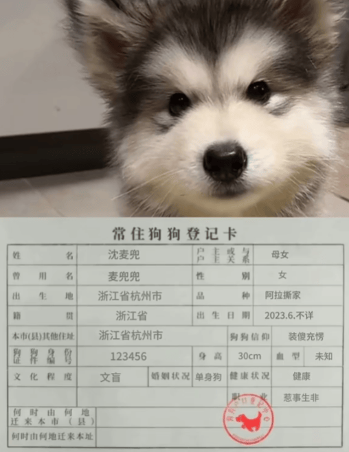 主人接到詐騙電話,說他家狗涉嫌洗錢...網友:洗澡都費勁,還洗錢!