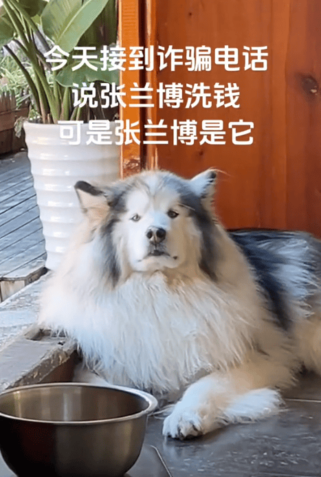 主人接到詐騙電話,說他家狗涉嫌洗錢...網友:洗澡都費勁,還洗錢!