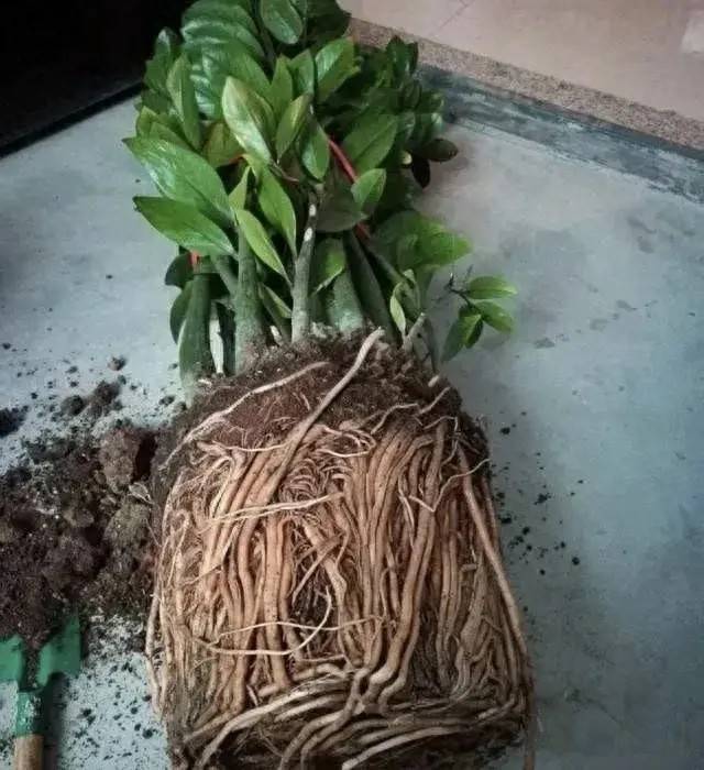 辭職回鄉照顧婆婆4年!臨終前只分給我一盆花 一個月後「清理花盆」我跪地痛哭