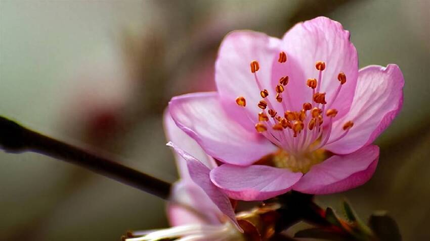 家裡不能亂養花，這5種花被稱為「晦氣花」，人再勤快也難致富！