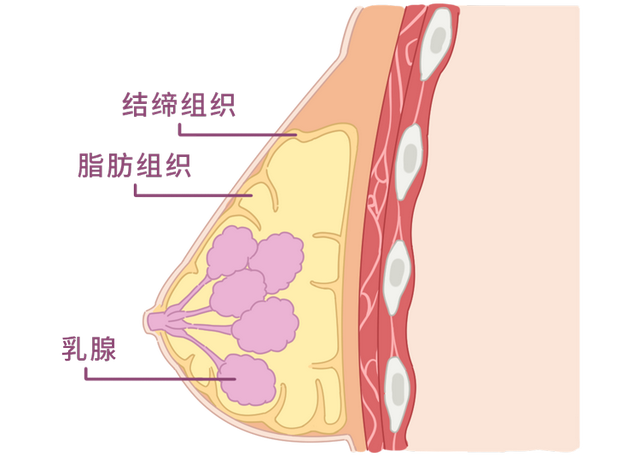 為什麼有些女孩像麵包一樣胸軟,有些女孩像饅頭一樣硬？科學解釋就在這裡