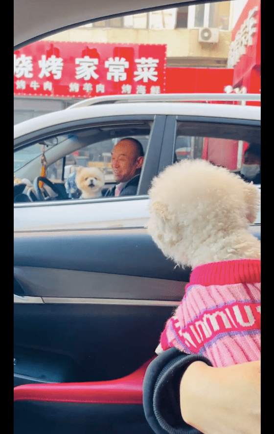 兩隻狗在堵車時面對面吵架，雖然聽不懂在說什麼，但是真的很難聽