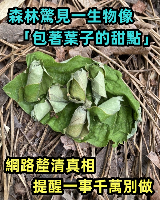 森林驚見一生物像「包著葉子的甜點」 網釐清真相提醒一事千萬別做