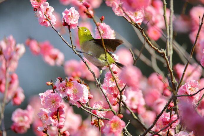 2月3日立春，荷包放一樣「東西」會發財！ 好運旺整年