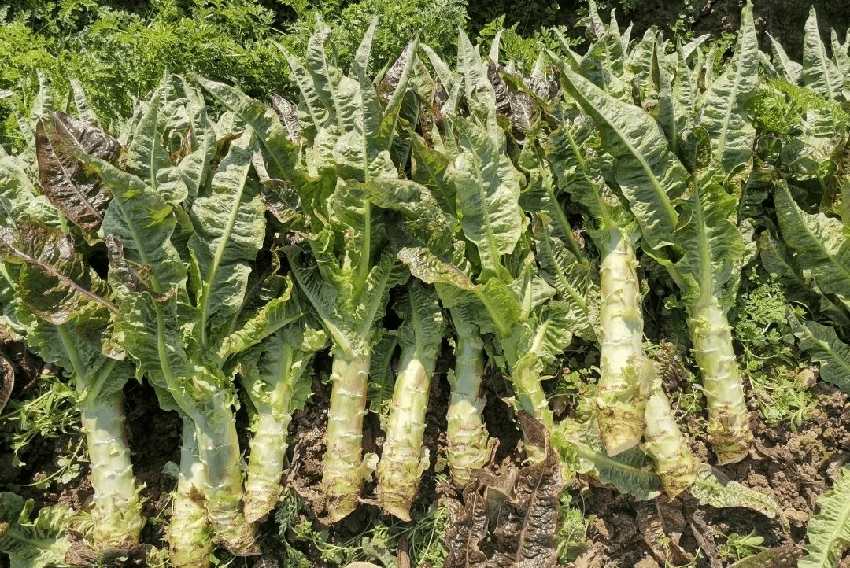 含「寄生蟲」最多的5種蔬菜,開水可能都燙不死,很多人卻愛生吃,後果很嚴重