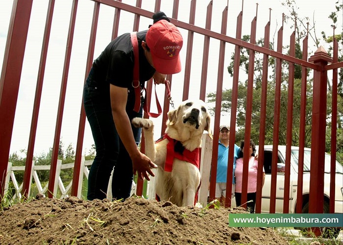 這隻搜救犬在地震災區「歇盡全力搜救」救出7位生還者后，吐舌離開人世