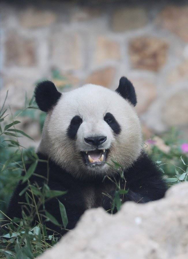 貓熊界的哈士奇——萌蘭，越獄，攀爬無所不能，天才小熊精