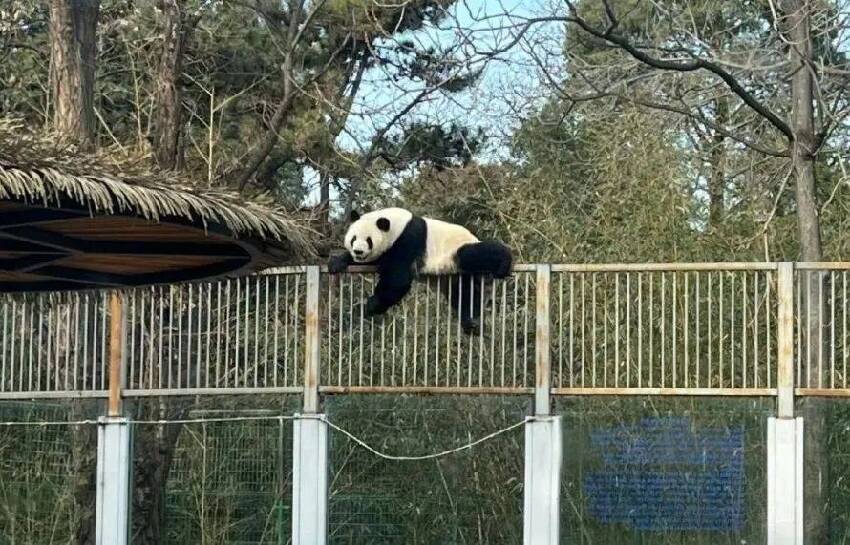 貓熊界的哈士奇——萌蘭，越獄，攀爬無所不能，天才小熊精