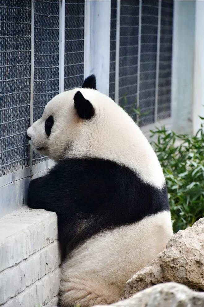 貓熊界的哈士奇——萌蘭，越獄，攀爬無所不能，天才小熊精