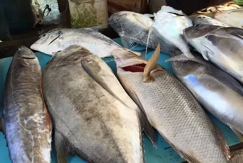 這3種魚，寄生蟲太多，水產商自己都不吃，很多人並不知道，還經常買來吃