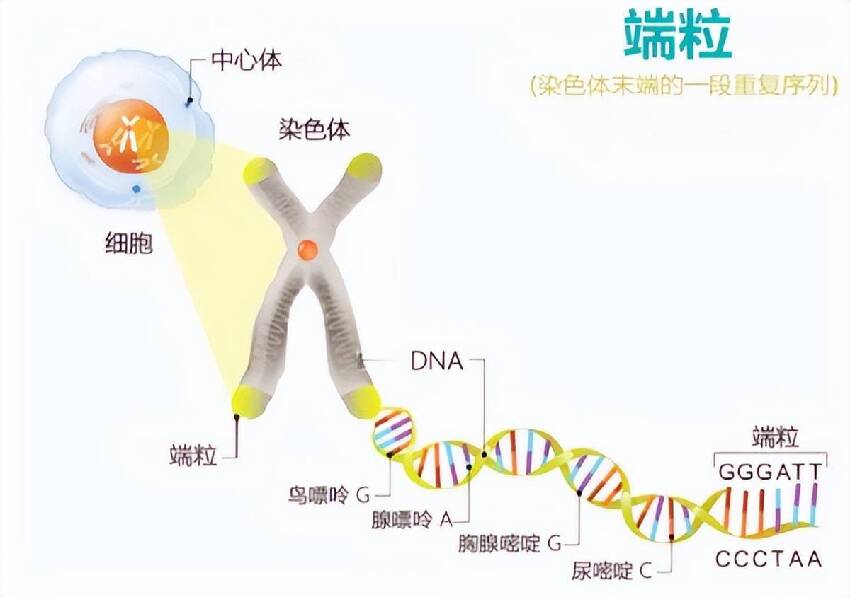 案例：首例冷凍人：提前支付50年費用，原定2017年被喚醒，醒了嗎？