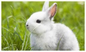 「五一勞動節」12生肖運勢排行榜TOP6！第一名發大財！