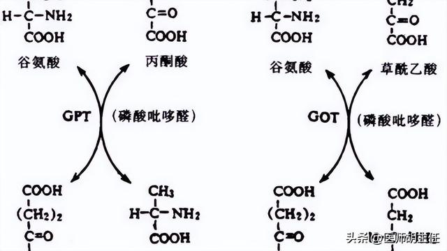 醫生提醒：一旦患上脂肪肝，這3物就別吃了，不要害了自己