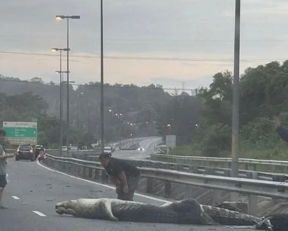 汶萊高速公路 驚現鱷魚（屍）-體