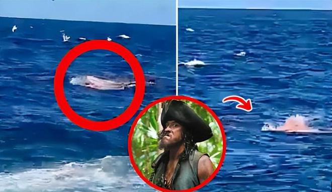 噩耗！49歲演員佩里遭鯊魚攻擊身亡，被咬掉手和腿，遇害畫面公開