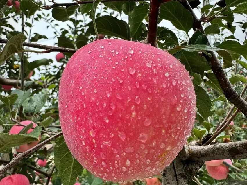 蘋果燉湯合集｜健脾，養胃，潤肺，通便