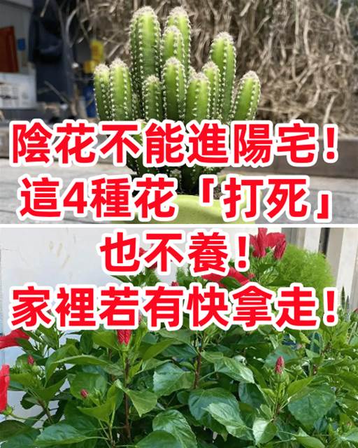 陰花不能進陽宅！這4種花「打死」也不養，家裡若有快拿走