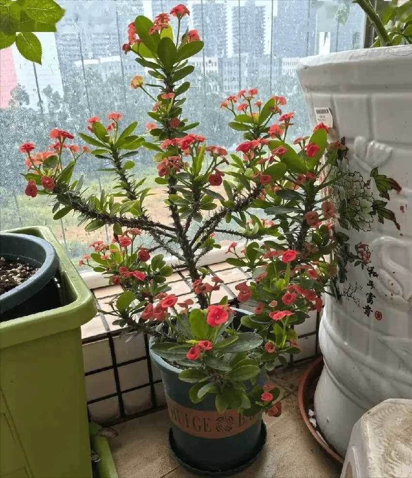 陰花不能進陽宅！這4種花「打死」也不養，家裡若有快拿走