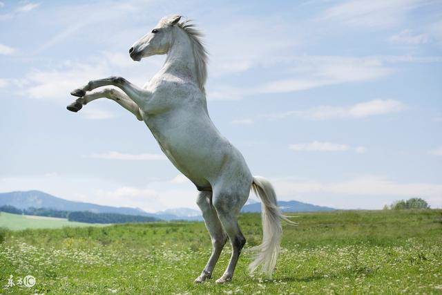 這四個生肖被媽祖偏愛，創業一路生花，財運大逆襲