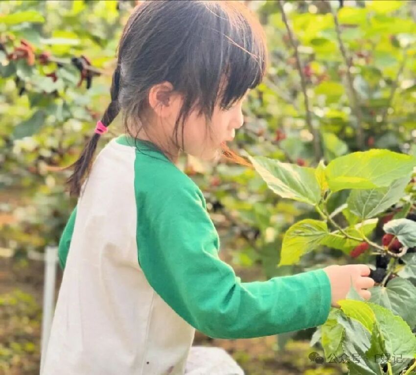 楊怡帶女兒回鄉下摘桑葚親近大自然 羅仲謙留言被指求生欲滿滿