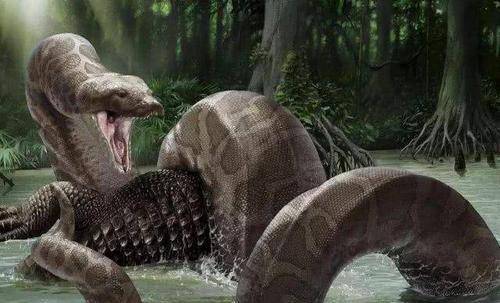 世上最大巨蟒，重達2270斤，狩獵鱷魚為生，至今沒有發現其天敵