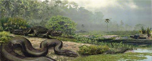 世上最大巨蟒，重達2270斤，狩獵鱷魚為生，至今沒有發現其天敵