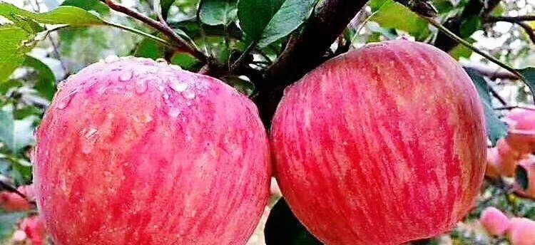 買紅富士蘋果，要分清「條紅」和「片紅」，口感差別大，別買錯了