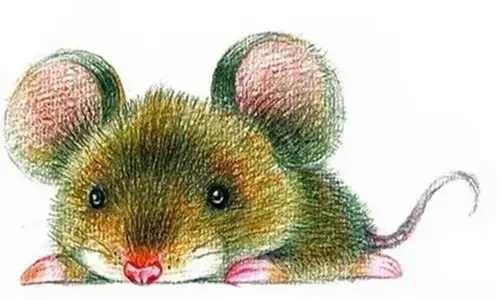 5月份家有(兔蛇鼠羊猴狗)一定要轉走,沒有就算了