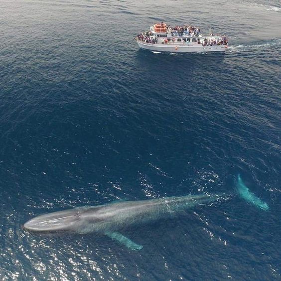 百年來僅現身3次！ 25公尺深海巨獸「罕見浮出海面身影」