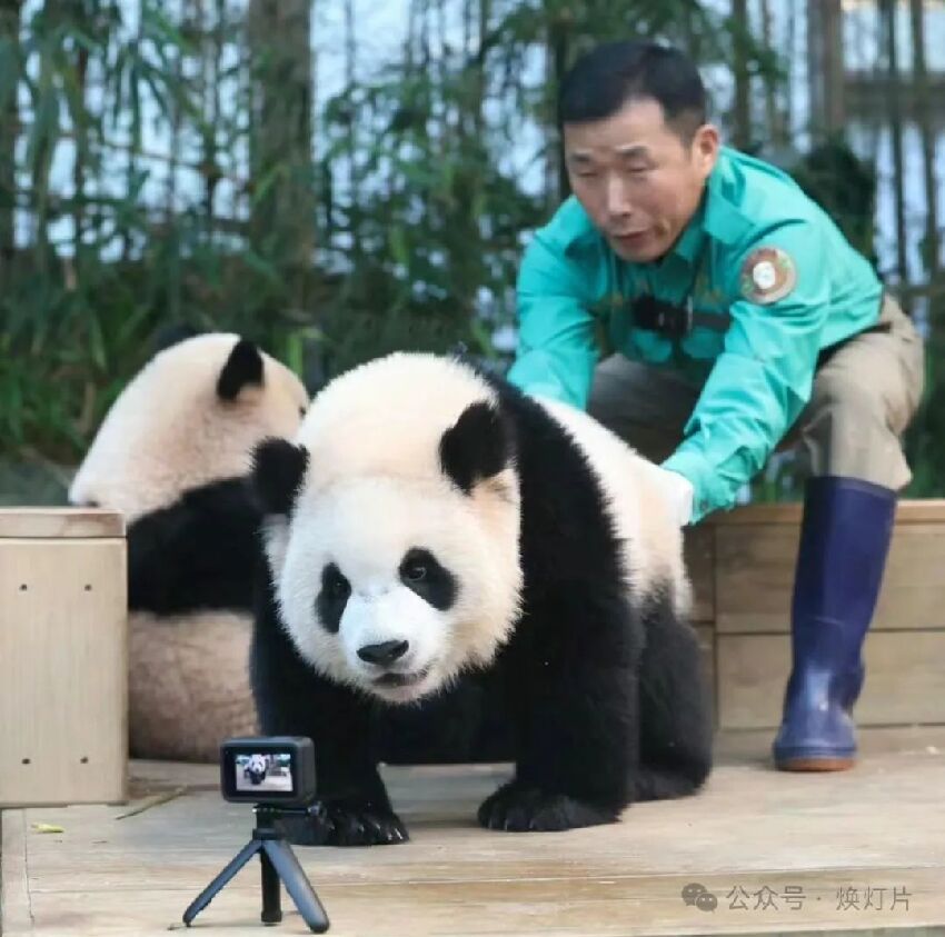 大熊貓睿寶和輝寶的精彩歡樂生活