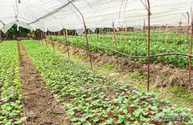 種菜要學會巧用小蘇打，不僅能防治病蟲害，還能增加產量，學會你也成為種菜高手