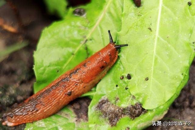 種菜要學會巧用小蘇打，不僅能防治病蟲害，還能增加產量，學會你也成為種菜高手