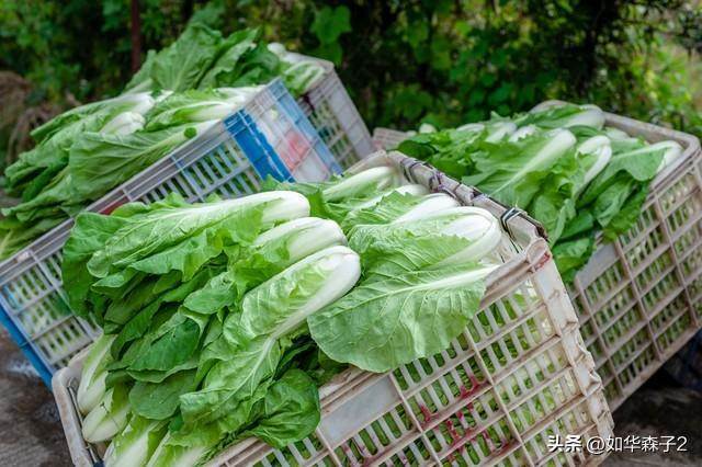 種菜要學會巧用小蘇打，不僅能防治病蟲害，還能增加產量，學會你也成為種菜高手