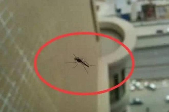 蚊子最高可以飛到幾層樓？生物學家給出答案，你買對樓層了嗎