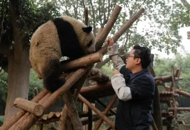 頂流飼養員被曝虐待熊貓、睡粉，在澳門與粉絲髮生關係，懷孕後玩消失