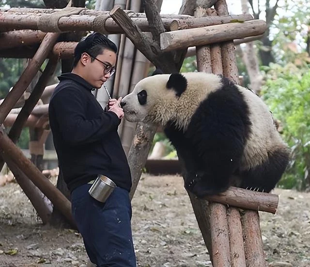 頂流飼養員被曝虐待熊貓、睡粉，在澳門與粉絲髮生關係，懷孕後玩消失